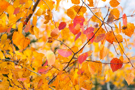 秋天的树叶在秋天森林的树上摇摆。秋天。美丽的黄秋树