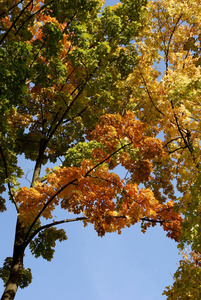 多色的树叶和树木在秋天