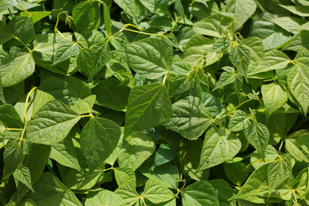 绿叶的年轻豆照片