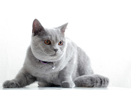 英国繁殖只灰色的猫