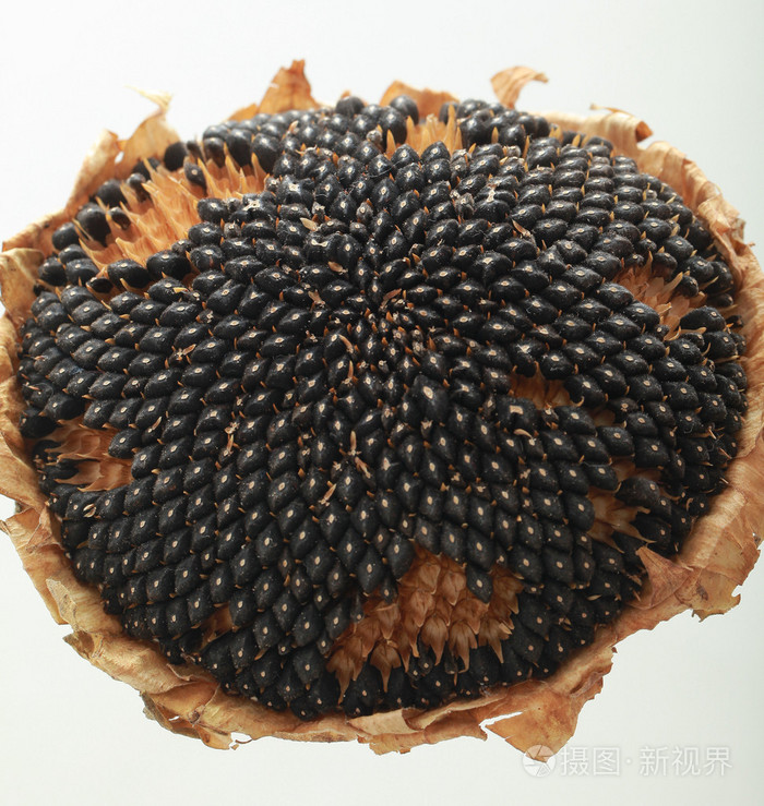 向日葵种子特写