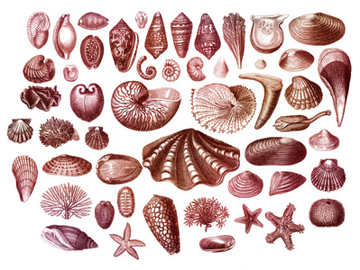 异国情调海贝壳集合图片
