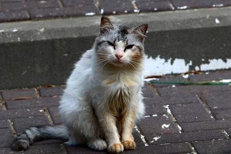 猫是捕食者队猫族的哺乳动物。