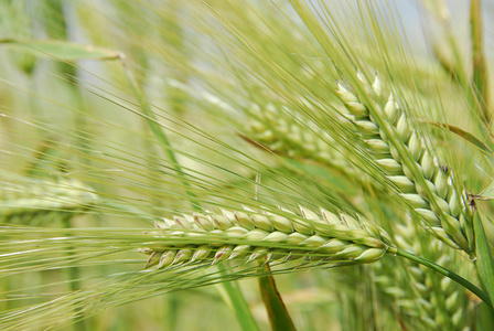 大麦谷物植物矢量图标插图. 燕麦,大麦,黑麦,小米,高粱,玉米等.