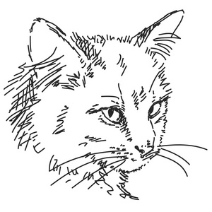 猫头的剪影照片