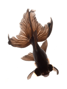 大尾巴金鱼图片