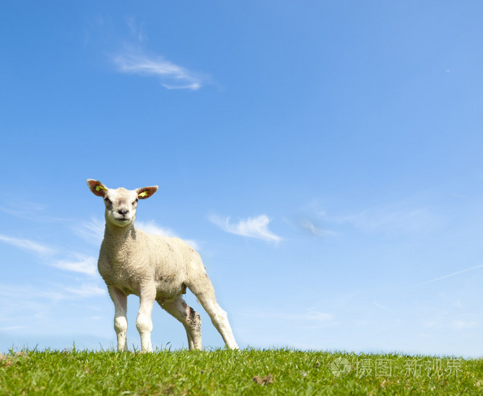 春天的绿色草地上的一只小羊羔的形象
