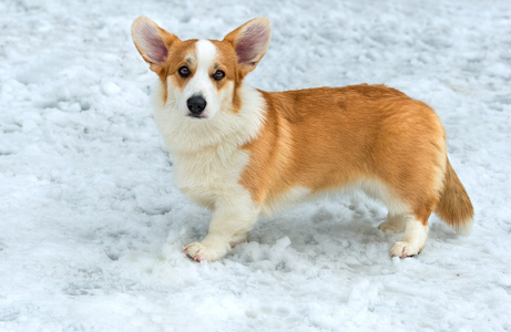 在雪中开衫威尔士科基犬