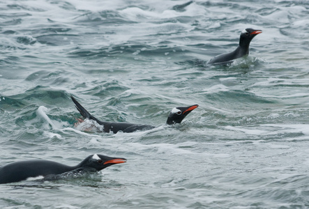 巴布亚企鹅在大海中游泳