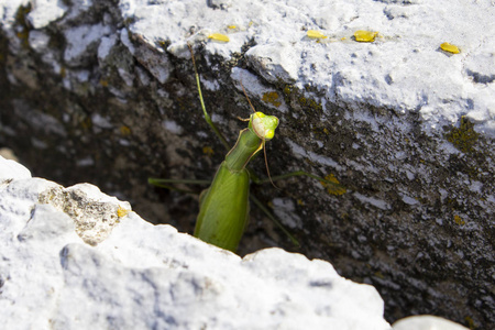 雌性螳螂靠近卵
