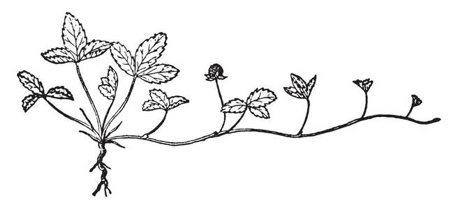 五颜色模拟草莓 (蛇莓) 是多年生草本植物.