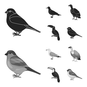 海鸥, 巨嘴鸟和其他物种。鸟类集合图标黑色, 单色风格矢量符号股票插画网站