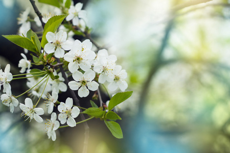 樱桃树开花特写