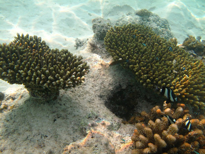 硬的海里珊瑚海洋生物在印度洋 maledives