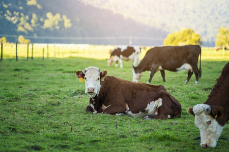 新西兰奶源奶牛在农场, 农业和农业概念, 新西兰照片
