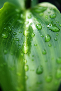 水滴在绿叶背景