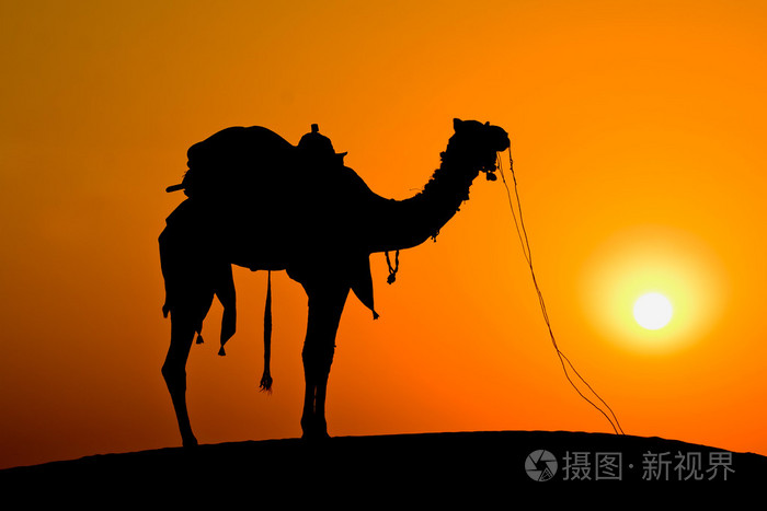 剪影骆驼在日落在塔尔沙漠的沙丘上斋沙默尔印度