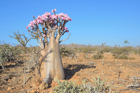 也门索科特拉岛,瓶子树 (沙漠玫瑰-试管),高原上空 kalesan 峡谷照片