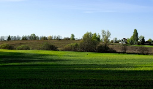 草田与淡蓝色的天空背景上的一棵树。多彩的风景，在春天的时候。清新的绿色田野。立陶宛的景观。在该字段中的一棵树
