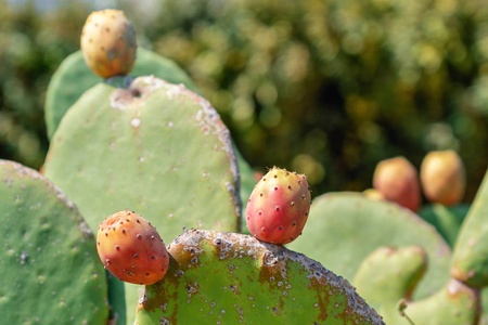 刺梨, 仙人掌无花果与水果也叫 opuntia, 生长在附近的海洋时间在夏天的时间。希腊