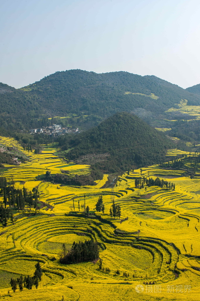 罗平牛街螺丝梯田村营油菜花