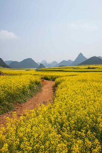 罗平油菜花上一小片花草八字图片