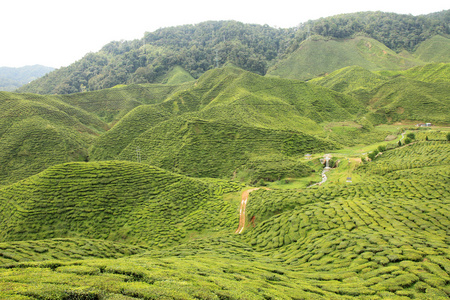 茶叶种植园马来西亚