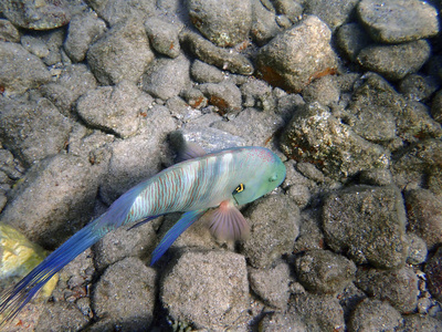 埃拉特红海湾珊瑚礁的 broomtail 濑鱼鱼居民