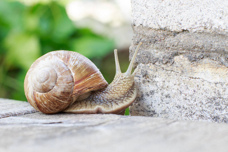 大花园里的蜗牛图片