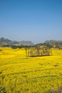 在牛街乡坝子罗平油菜花图片