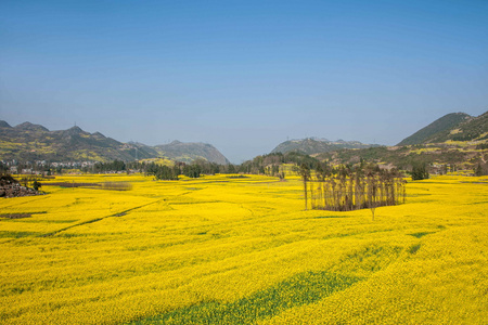 在牛街乡坝子罗平油菜花图片