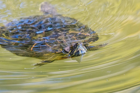 红耳龟在池塘里游泳