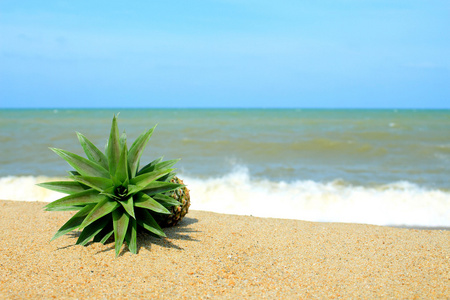菠萝是在沙滩上蓝蓝的天空