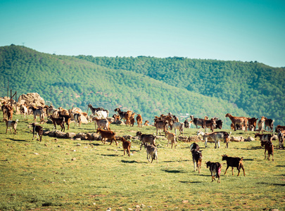 群山羊放牧在西班牙