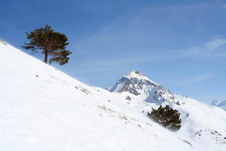 在 Dombai，高加索山的山坡上的树