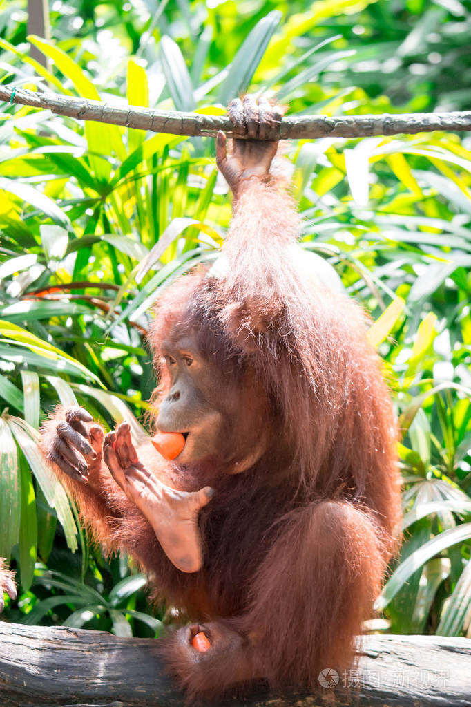 一张特写镜头照片, 照片上的一个婆罗洲猩猩庞戈·皮格梅乌斯坐在树枝