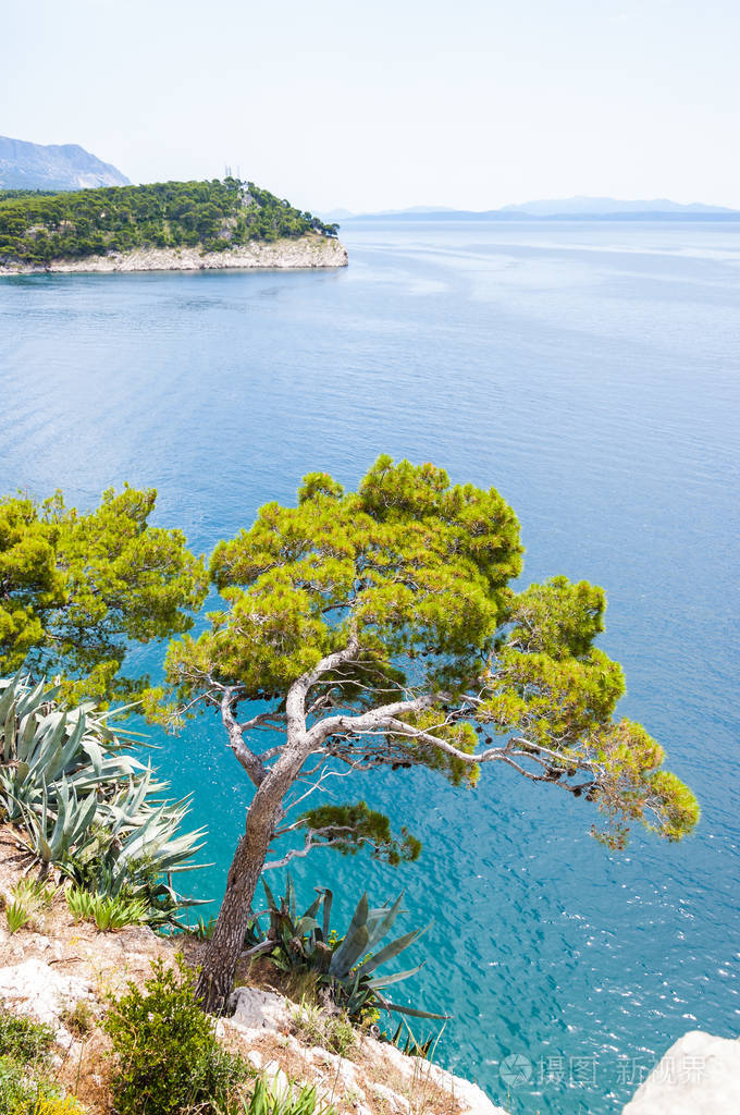 亚得里亚海沿岸岩石斜坡上的曲线松树