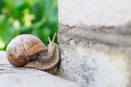 老花园里的蜗牛蜗牛在花园里爬墙.照片