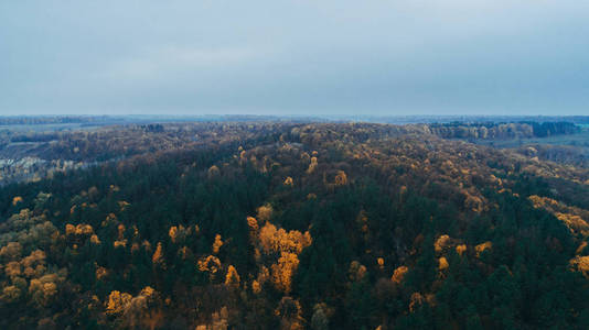 森林的鸟图。树秋天