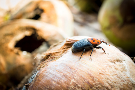 红棕象甲照片
