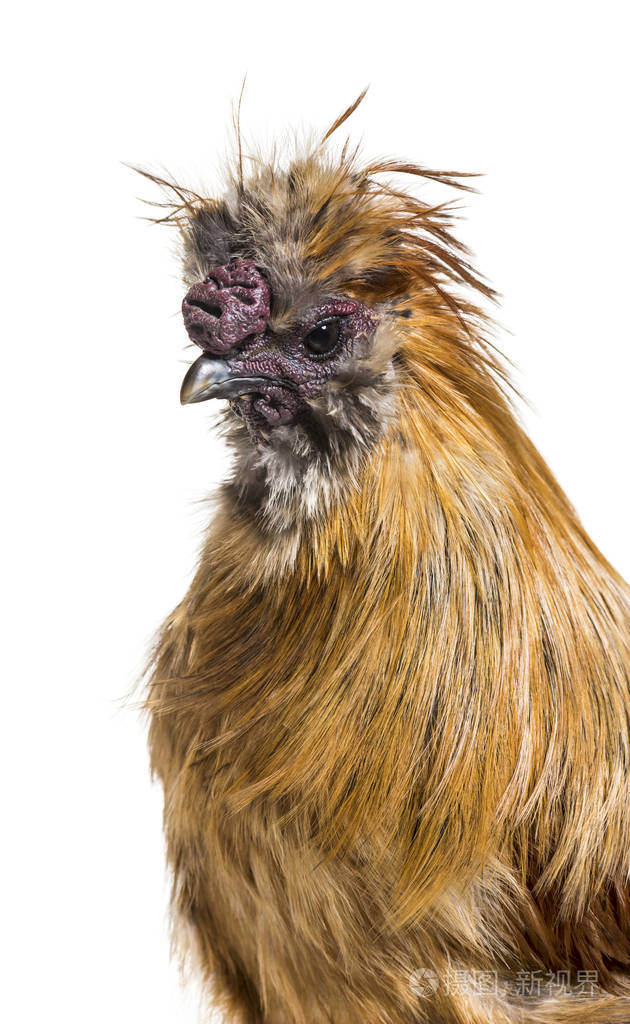 乌骨鸡, 有时拼写丝滑, 品种的鸡众所周知的蓬松的羽毛, 在前面的白色