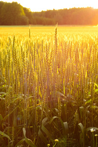 对小麦田间傍晚的阳光图片