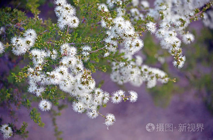 澳大利亚本地人昆泽亚的白色 蜂蜜香味的花 林 生长在小马利消防小道上 皇家国家公园 悉尼 澳大利亚 家皇室照片 正版商用图片0ad7en 摄图新视界