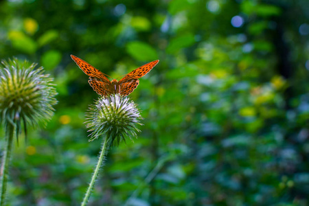 橙色蝴蝶坐在植物上