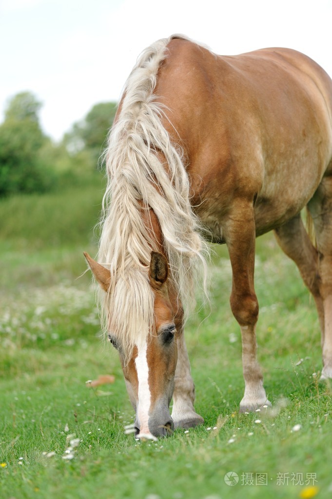 在绿色草地上的马