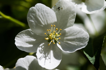 苹果白花, 特写