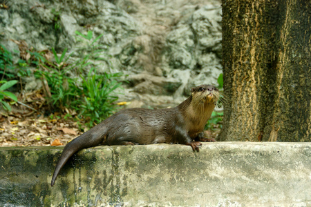 光滑涂层水獭LutragolePerspicillata。