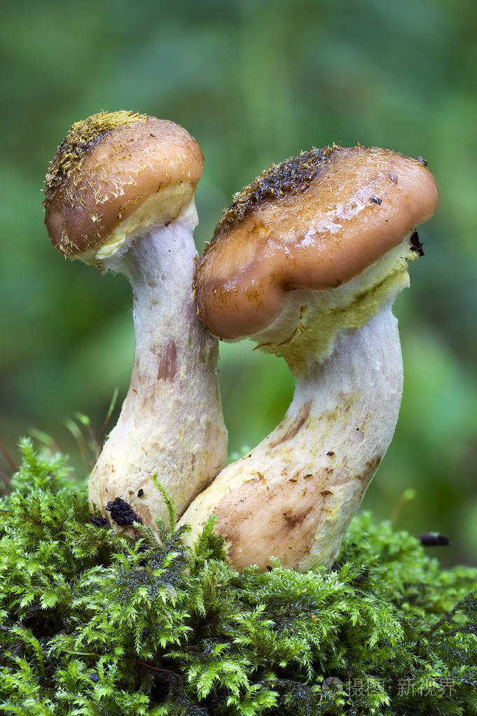 常被称为 toadstalls 的林地真菌蘑菇