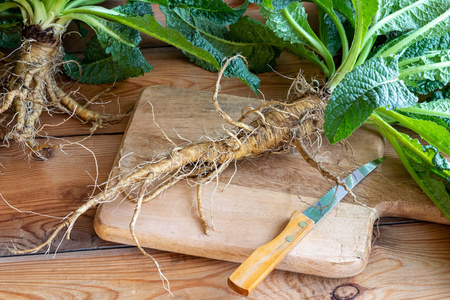 五鹤续断樟子松整个野生川续断根在桌子上照片