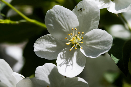 苹果白花, 特写